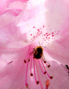 Les pollinisateurs sont incontournables en agriculture.