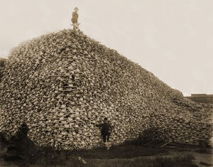 Tas de squelettes de têtes de bisons tirés par les envahisseurs blancs. Seule la peau était utilisée pour l'industrie des courroies.