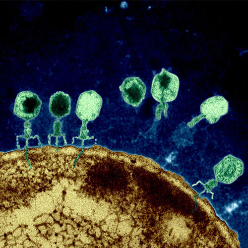 phages-phagotherapie-bacterie